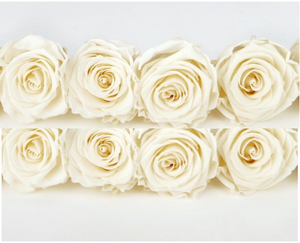 Rosas estabilizadas Kiara 5 cm - 8 piezas - Blanco perla