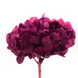 Preserved hydrangea Kiara - 1 head -  Magenta purple