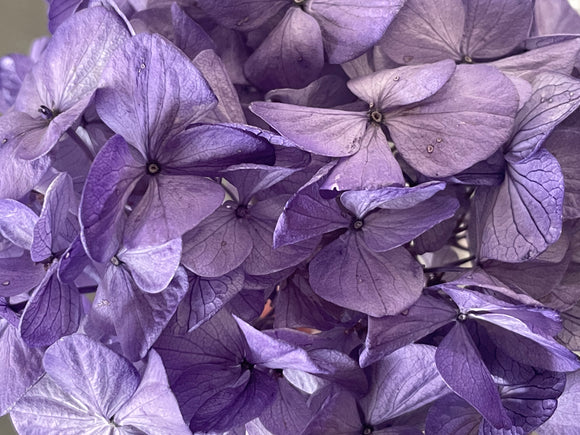 Preserved hydrangea - 1 head - Lavender