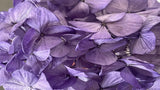 Hortensia Preservada Kiara - 1 Cabeza - Lavender