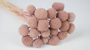 Preserved craspedia basic - 1 bunch - Blush