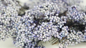 Preserved rice flowers - 1 bunch - Lavender blue