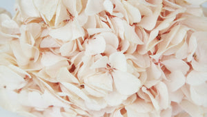 Hortensia Preservada Kiara - 1 Cabeza - Pink blush
