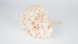 Preserved hydrangea Kiara - 1 head - Pink blush